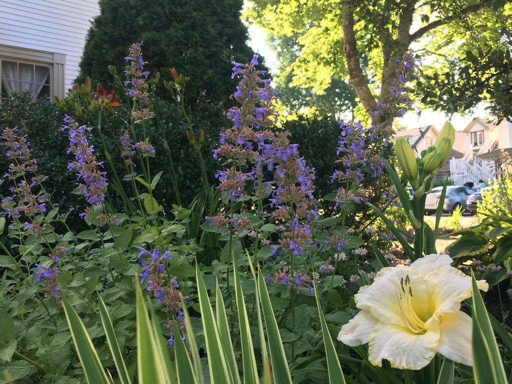 Black Boar Inn Ogunquit Bagian luar foto
